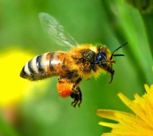 как лечиться ядом пчел